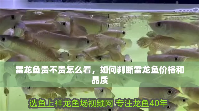 雷龍魚貴不貴怎么看，如何判斷雷龍魚價格和品質(zhì)