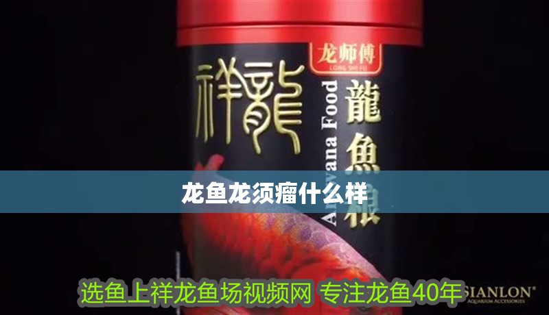 銀龍魚吃什么長的快又好看圖片(銀龍魚吃什么長得快)