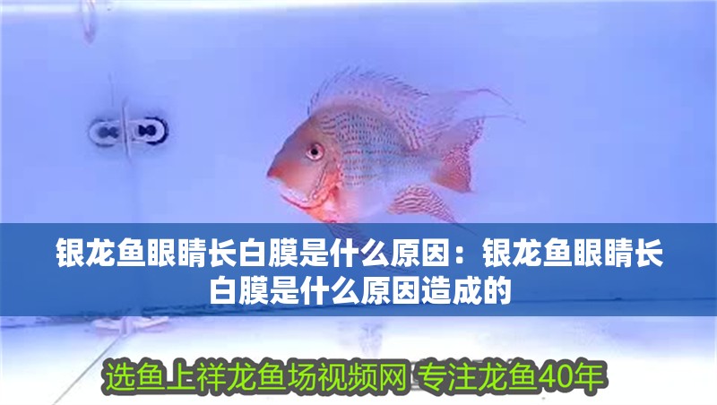 銀龍魚眼睛長白膜是什么原因：銀龍魚眼睛長白膜是什么原因造成的 銀龍魚眼睛長白膜是什么原因：銀龍魚眼睛長白膜是什么原因造成的 水族問答