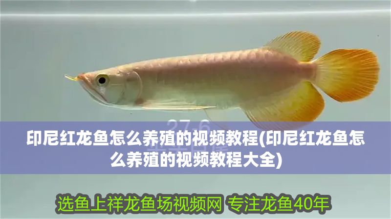 印尼紅龍魚怎么養殖的視頻教程(印尼紅龍魚怎么養殖的視頻教程大全)