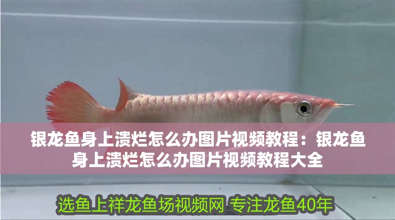 銀龍魚身上潰爛怎么辦圖片視頻教程：銀龍魚身上潰爛怎么辦圖片視頻教程大全