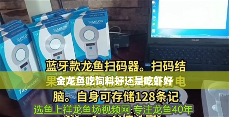 金龍魚吃飼料好還是吃蝦好