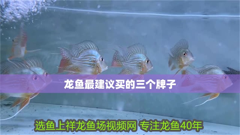 龍魚最建議買的三個牌子