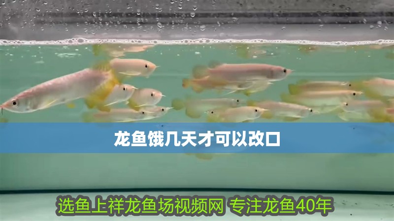 龍魚餓幾天才可以改口 龍魚百科 第2張 龍魚餓幾天才可以改口 龍魚餓幾天才可以改口 龍魚百科 第2張