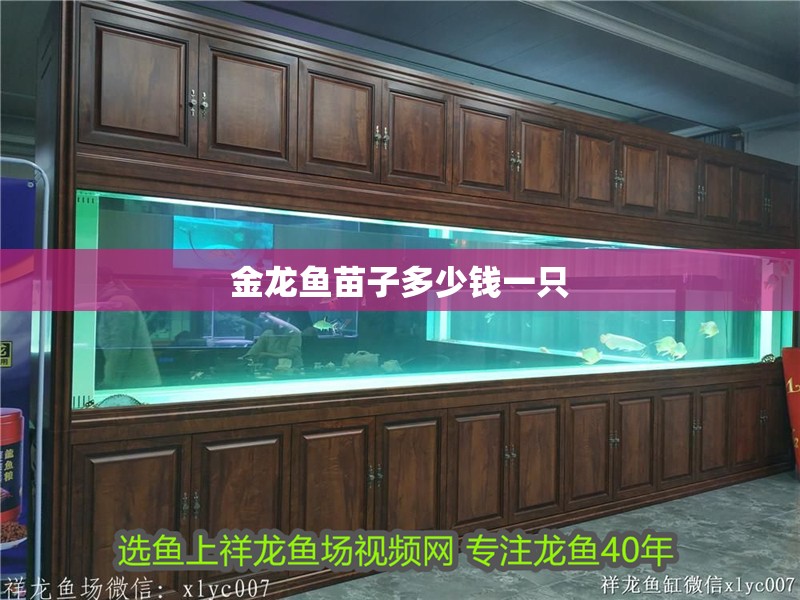 金龍魚苗子多少錢一只 龍魚百科 第2張 金龍魚苗子多少錢一只 金龍魚苗子多少錢一只 龍魚百科 第2張