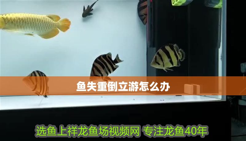 魚失重倒立游怎么辦