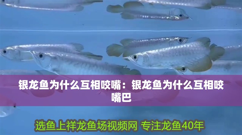 銀龍魚為什么互相咬嘴：銀龍魚為什么互相咬嘴巴 銀龍魚為什么互相咬嘴：銀龍魚為什么互相咬嘴巴 水族問答