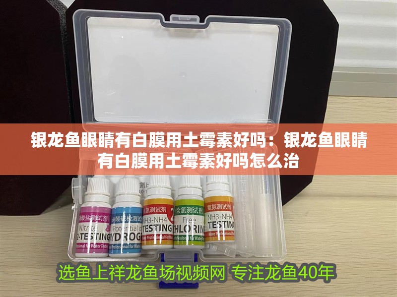 銀龍魚眼睛有白膜用土霉素好嗎：銀龍魚眼睛有白膜用土霉素好嗎怎么治 銀龍魚眼睛有白膜用土霉素好嗎：銀龍魚眼睛有白膜用土霉素好嗎怎么治 水族問答
