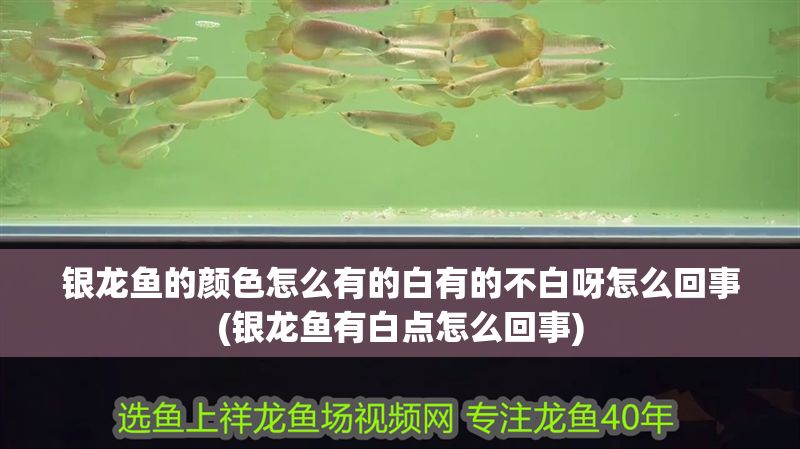 銀龍魚的顏色怎么有的白有的不白呀怎么回事(銀龍魚有白點(diǎn)怎么回事)