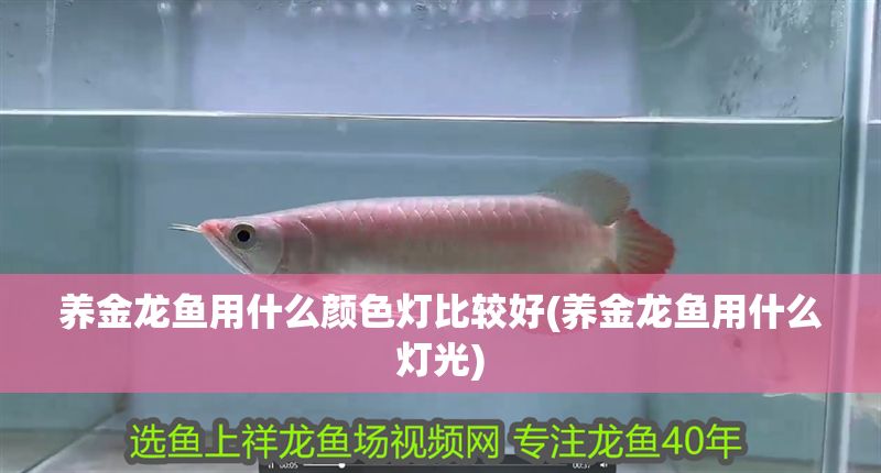 養金龍魚用什么顏色燈比較好(養金龍魚用什么燈光)