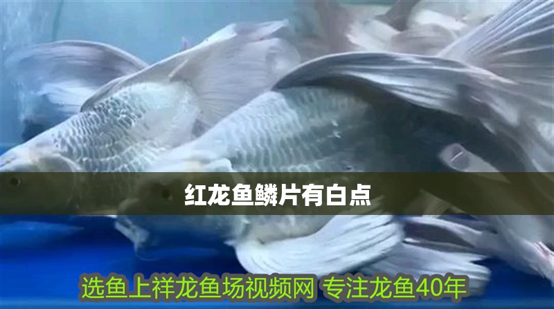 紅龍魚鱗片有白點