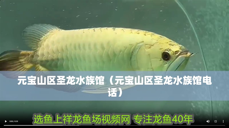 元寶山區圣龍水族館（元寶山區圣龍水族館電話） 元寶山區圣龍水族館（元寶山區圣龍水族館電話） 全國水族館企業名錄 第2張