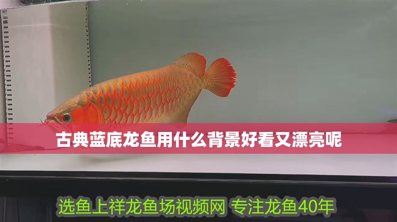 古典藍(lán)底龍魚(yú)用什么背景好看又漂亮呢
