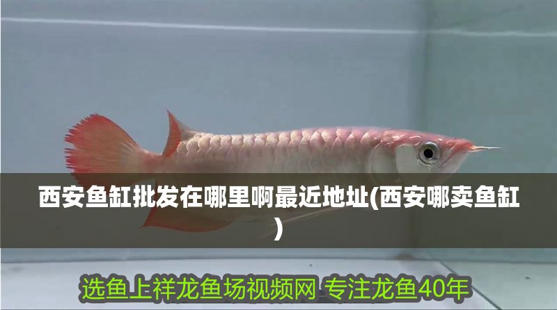 西安魚缸批發在哪里啊最近地址(西安哪賣魚缸)