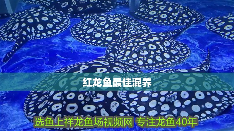 紅龍魚最佳混養