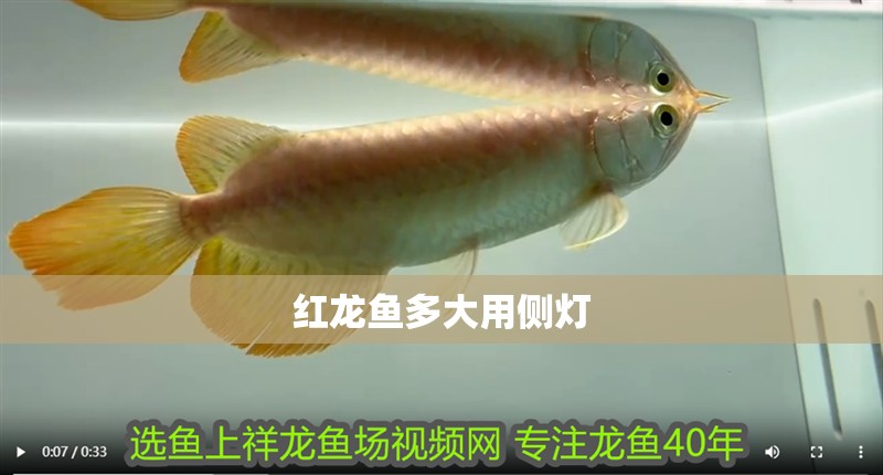 紅龍魚多大用側(cè)燈