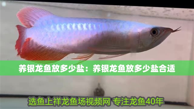 養(yǎng)銀龍魚放多少鹽：養(yǎng)銀龍魚放多少鹽合適
