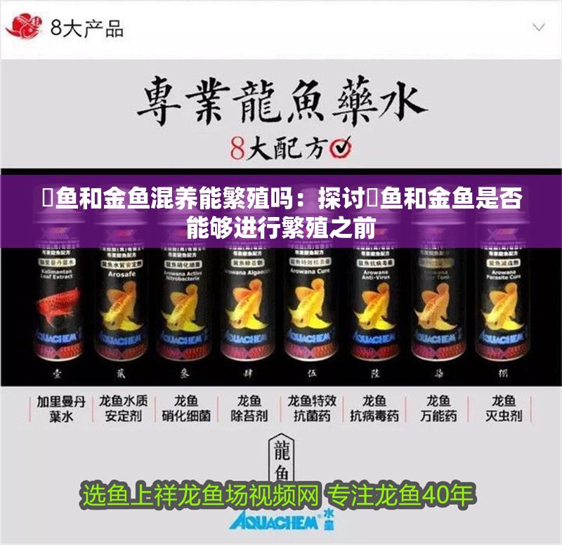 魟魚和金魚混養(yǎng)能繁殖嗎：探討魟魚和金魚是否能夠進行繁殖之前