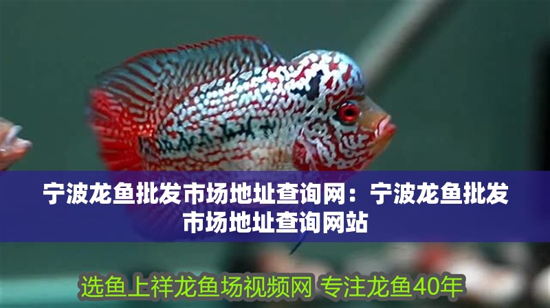 寧波龍魚批發(fā)市場地址查詢網(wǎng)：寧波龍魚批發(fā)市場地址查詢網(wǎng)站