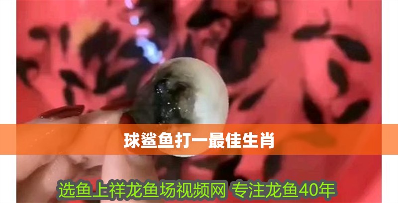 球鯊魚打一最佳生肖