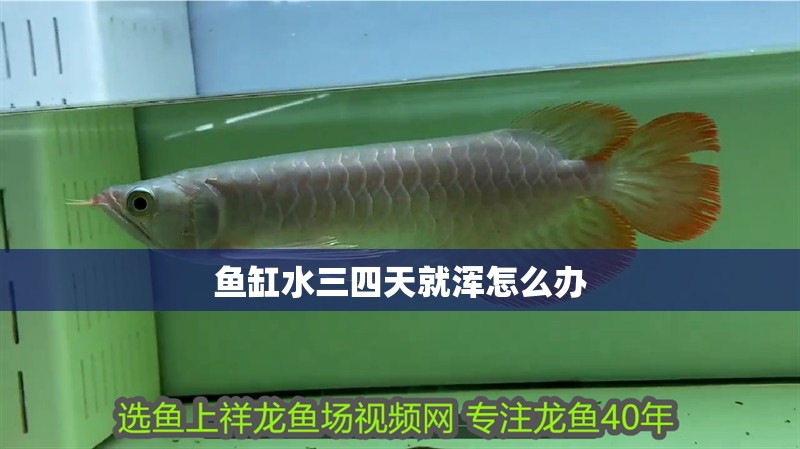魚缸水三四天就渾怎么辦