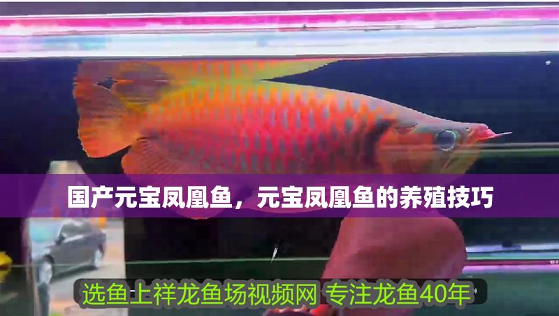 國產元寶鳳凰魚,元寶鳳凰魚的養殖技巧 元寶鳳凰魚百科 第2張 國產元寶鳳凰魚,元寶鳳凰魚的養殖技巧 國產元寶鳳凰魚,元寶鳳凰魚的養殖技巧 元寶鳳凰魚百科 第2張