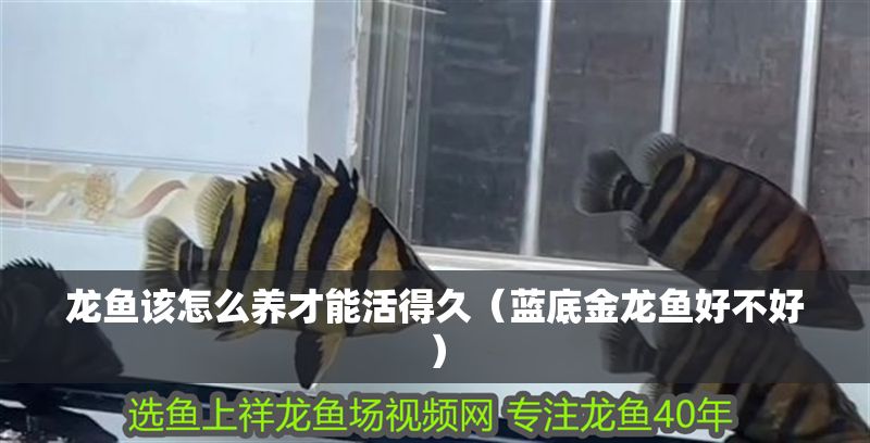 龍魚該怎么養(yǎng)才能活得久（藍(lán)底金龍魚好不好） 龍魚該怎么養(yǎng)才能活得久（藍(lán)底金龍魚好不好） 金龍魚百科 第1張