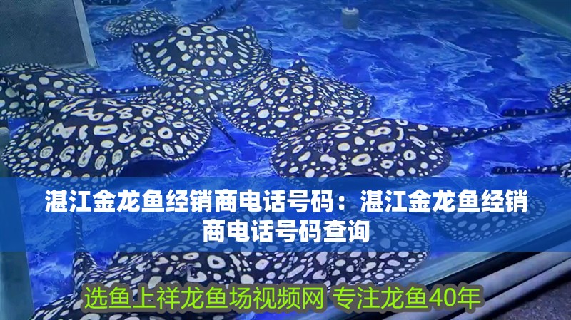湛江金龍魚經(jīng)銷商電話號碼：湛江金龍魚經(jīng)銷商電話號碼查詢