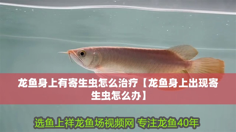 龍魚身上有寄生蟲怎么治療【龍魚身上出現寄生蟲怎么辦】