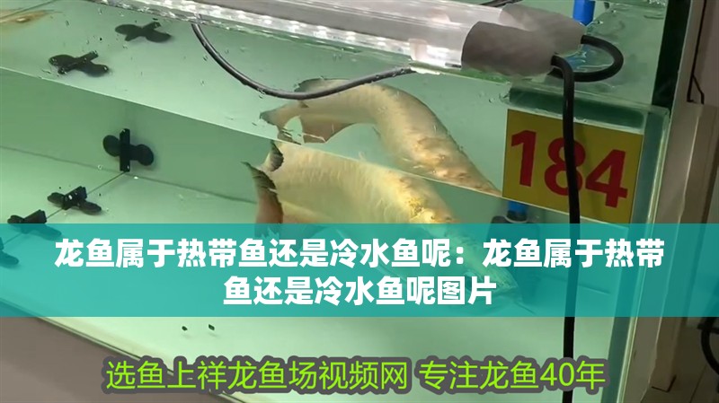 龍魚屬于熱帶魚還是冷水魚呢：龍魚屬于熱帶魚還是冷水魚呢圖片