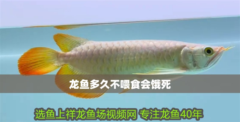 龍魚多久不喂食會餓死