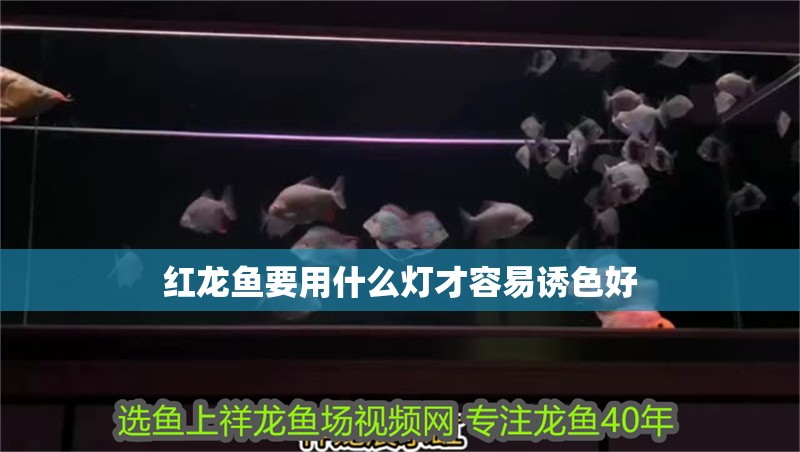 紅龍魚要用什么燈才容易誘色好