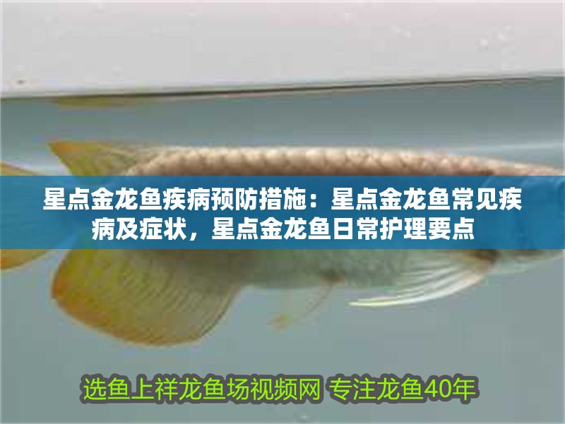 星點金龍魚疾病預(yù)防措施：星點金龍魚常見疾病及癥狀，星點金龍魚日常護理要點