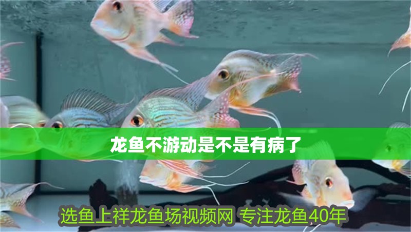 龍魚不游動是不是有病了 龍魚不游動是不是有病了 龍魚百科 第2張