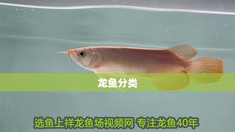 虎魚(yú)的水溫多少合適養(yǎng)(虎魚(yú)飼養(yǎng)溫度) 虎魚(yú)的水溫多少合適養(yǎng)(虎魚(yú)飼養(yǎng)溫度) 虎魚(yú)百科 第2張
