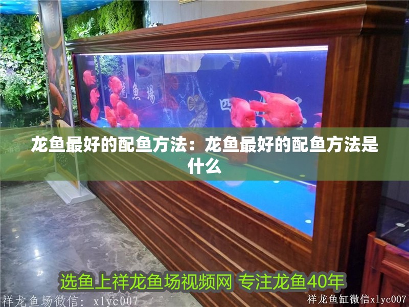 龍魚最好的配魚方法：龍魚最好的配魚方法是什么