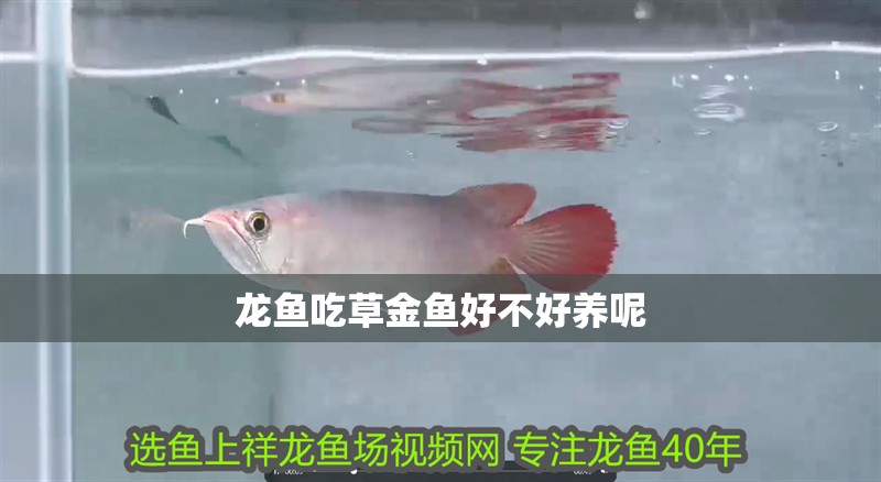 龍魚吃草金魚好不好養(yǎng)呢 龍魚百科 第2張 龍魚吃草金魚好不好養(yǎng)呢 龍魚吃草金魚好不好養(yǎng)呢 龍魚百科 第2張