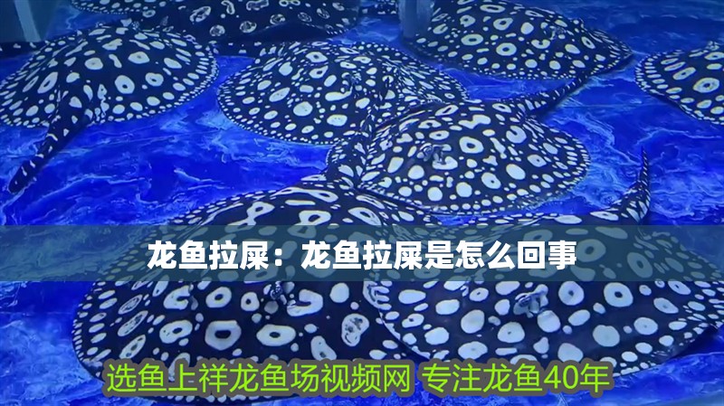 龍魚(yú)拉屎：龍魚(yú)拉屎是怎么回事