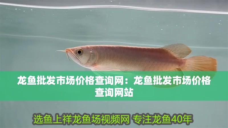 龍魚批發市場價格查詢網：龍魚批發市場價格查詢網站