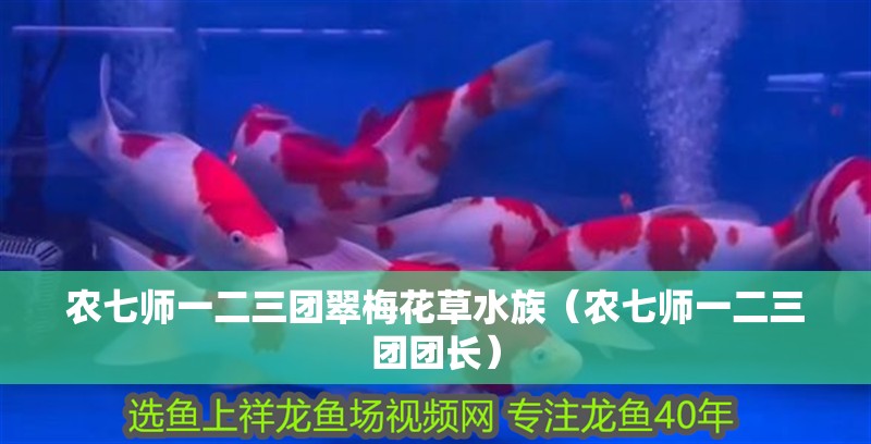 農七師一二三團翠梅花草水族（農七師一二三團團長）