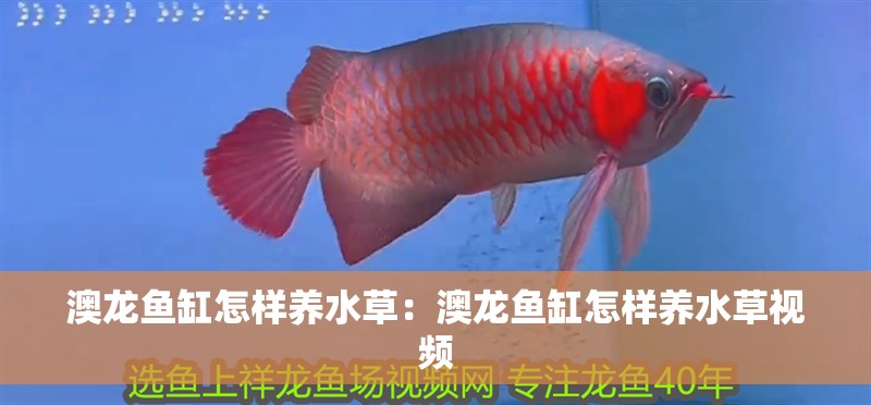 澳龍魚缸怎樣養水草：澳龍魚缸怎樣養水草視頻