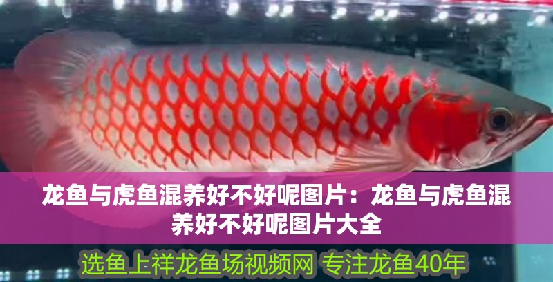 龍魚與虎魚混養好不好呢圖片：龍魚與虎魚混養好不好呢圖片大全