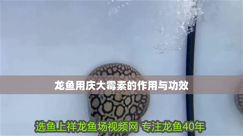 龍魚用慶大霉素的作用與功效
