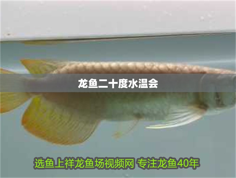 龍魚二十度水溫會