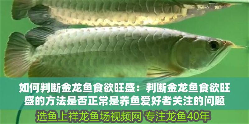 如何判斷金龍魚食欲旺盛：判斷金龍魚食欲旺盛的方法是否正常是養魚愛好者關注的問題 如何判斷金龍魚食欲旺盛：判斷金龍魚食欲旺盛的方法是否正常是養魚愛好者關注的問題 金龍魚百科 第1張
