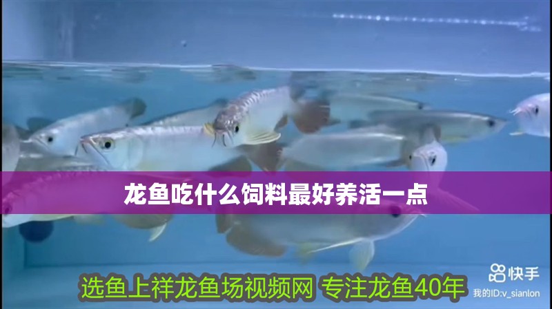 龍魚吃什么飼料最好養(yǎng)活一點(diǎn) 龍魚吃什么飼料最好養(yǎng)活一點(diǎn) 龍魚百科 第2張