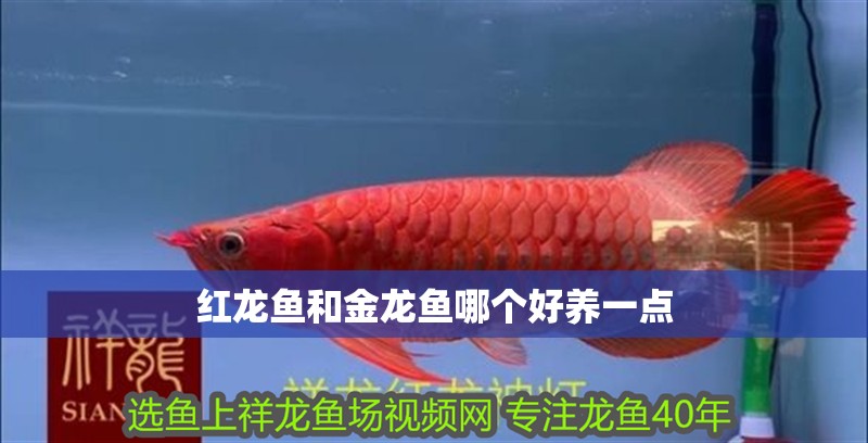 紅龍魚和金龍魚哪個好養一點