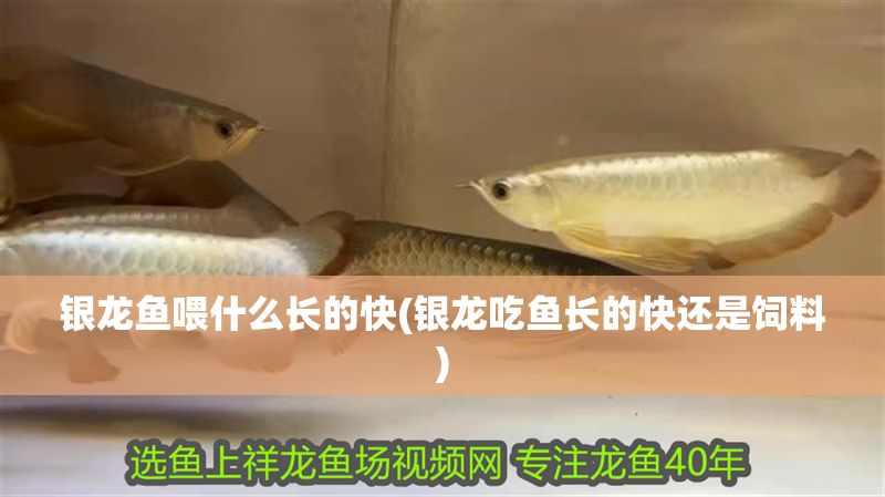 銀龍魚喂什么長的快(銀龍吃魚長的快還是飼料)