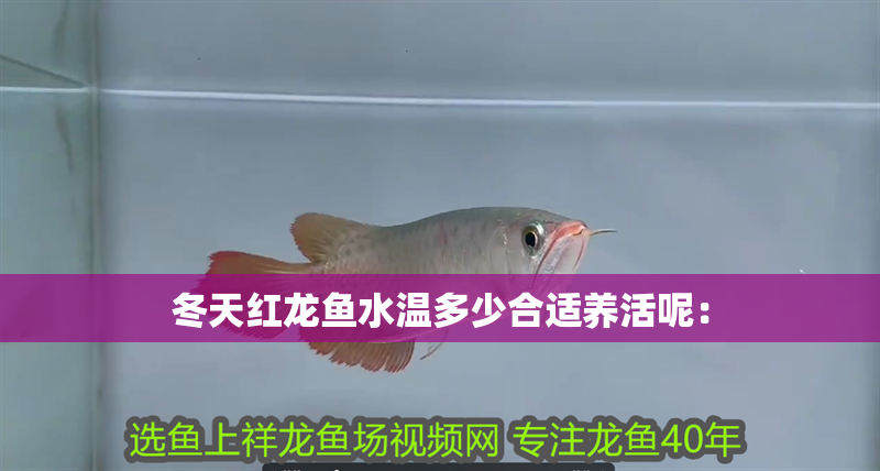 冬天紅龍魚水溫多少合適養(yǎng)活呢：
