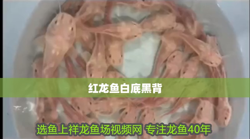 紅龍魚白底黑背 龍魚百科 第2張 紅龍魚白底黑背 紅龍魚白底黑背 龍魚百科 第2張